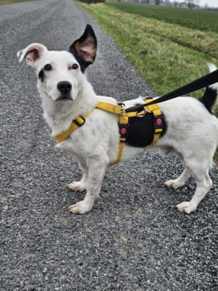 BONSAI -kleiner Freund fürs Leben-