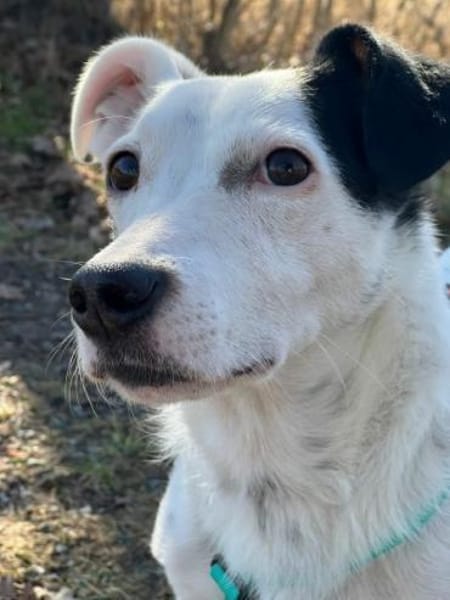 BONSAI -kleiner Freund fürs Leben-