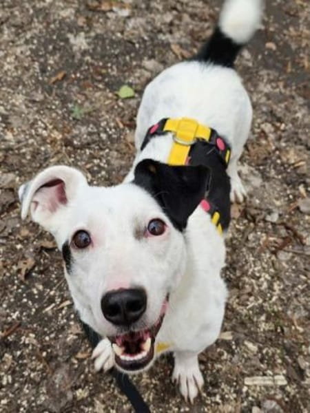 BONSAI -kleiner Freund fürs Leben-