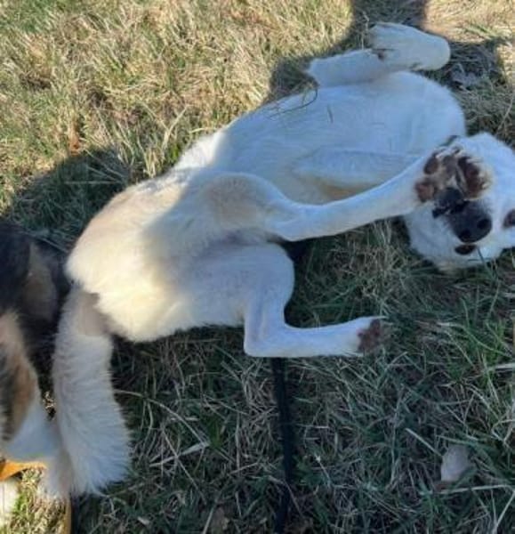 KARLSON -Verträglicher Vorzeigejunge-