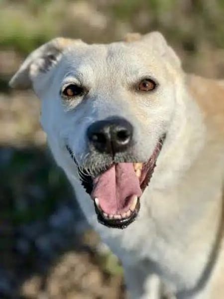 KARLSON -Verträglicher Vorzeigejunge-