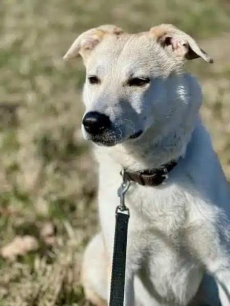 KARLSON -Verträglicher Vorzeigejunge-