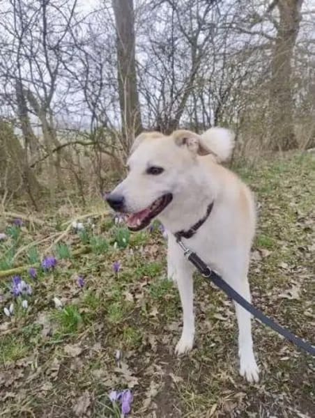 KARLSON -Verträglicher Vorzeigejunge-