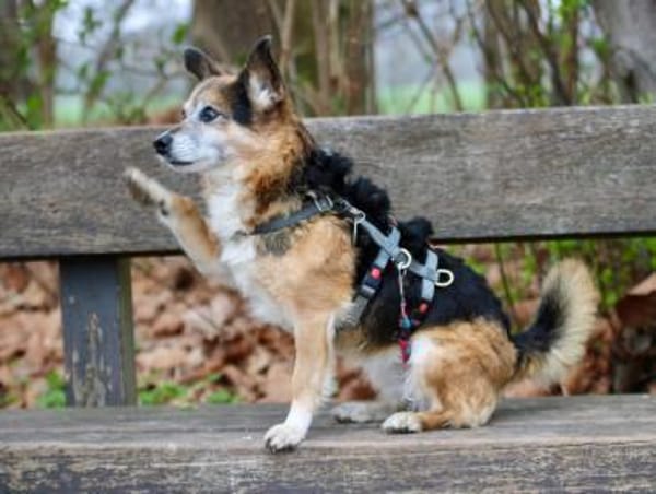 Emmi - fröhlich, aufmerksam, verschmust