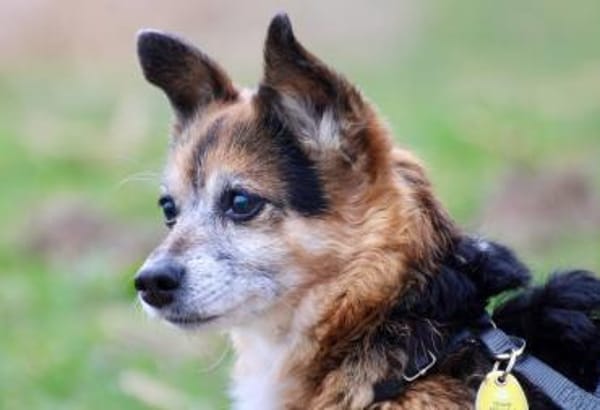 Emmi - fröhlich, aufmerksam, verschmust