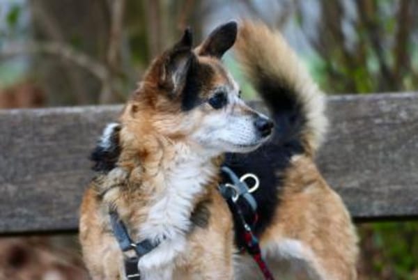 Emmi - fröhlich, aufmerksam, verschmust