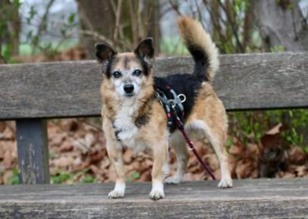 Emmi - fröhlich, aufmerksam, verschmust