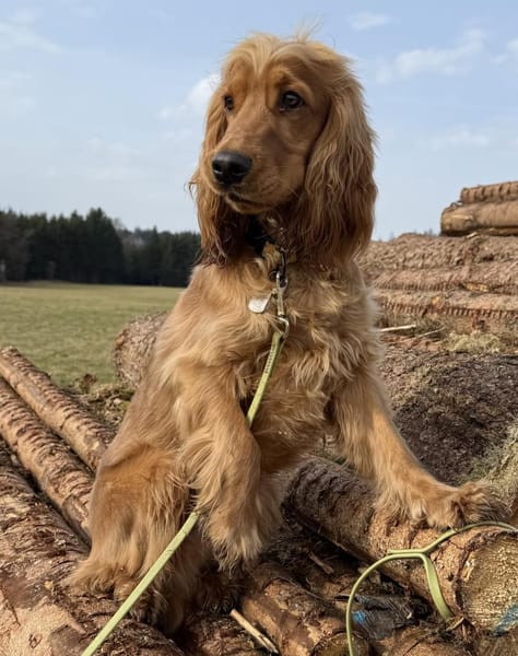 Bagle sucht seine Menschen in Bayern