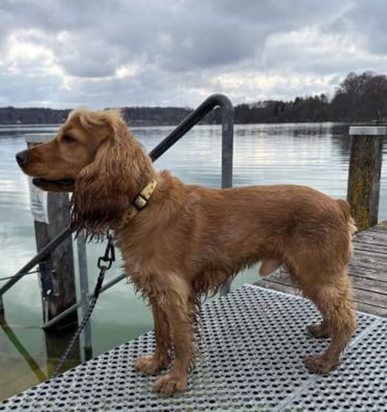 Bagle sucht seine Menschen in Bayern