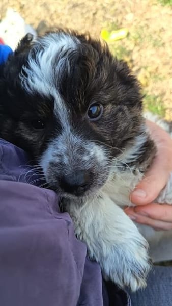 Asz, möchte so gerne ein Zuhause