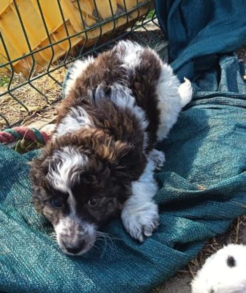 Asz, möchte so gerne ein Zuhause