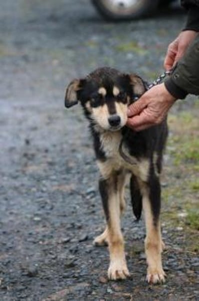 Marlin - kinderlieber Jungrüde