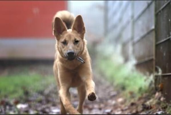 Bella sucht ein Zuhause