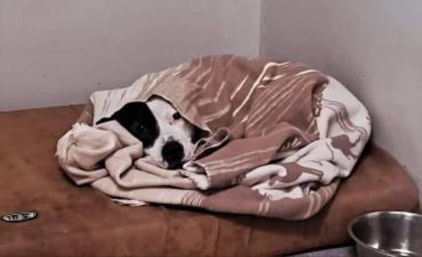 Dragosch sucht ein Zuhause