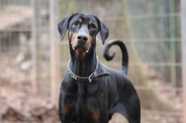 Zeus sucht rasseerfahrene Menschen