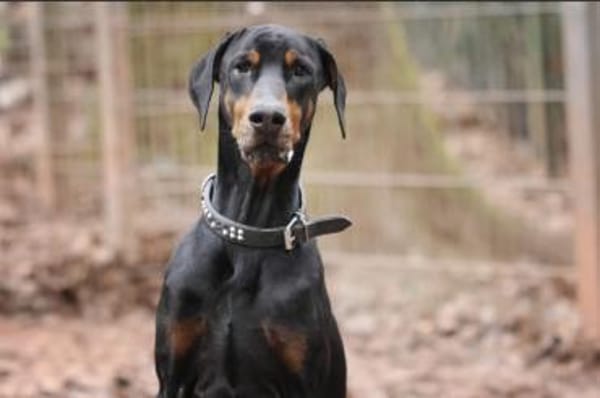 Zeus sucht rasseerfahrene Menschen