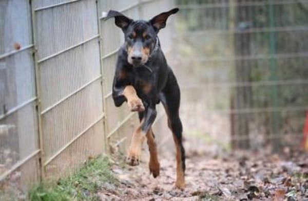 Zeus sucht rasseerfahrene Menschen