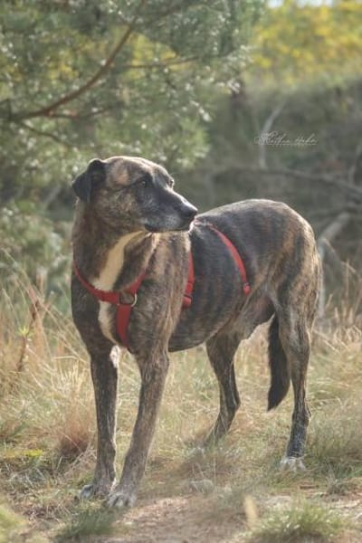 Theo  ein sanfter Riese sucht euch!