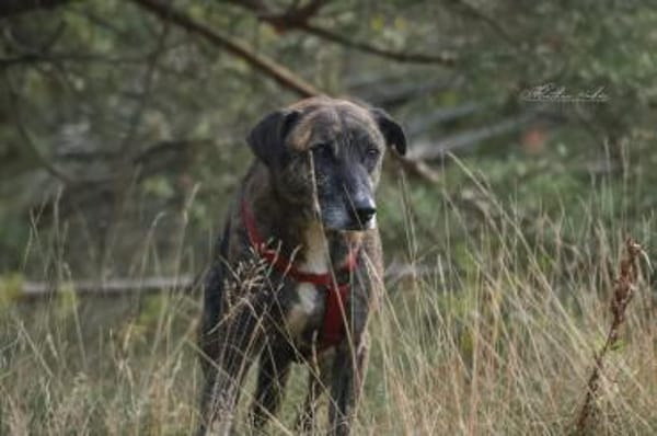 Theo  ein sanfter Riese sucht euch!