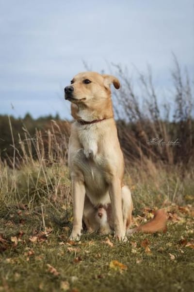 Janko - junger Rüde mit Potential ❤