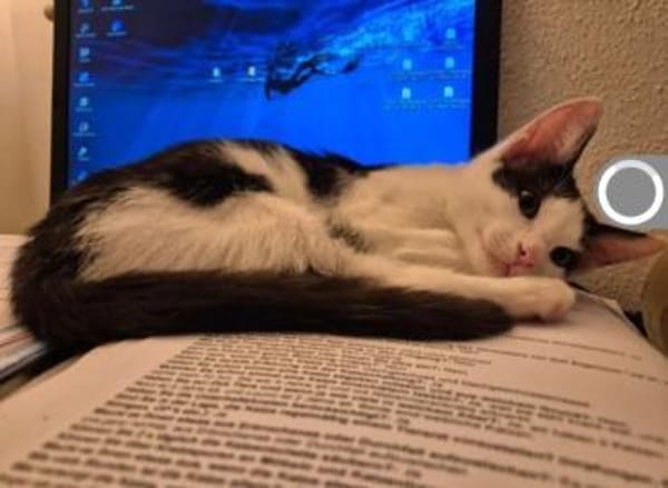 Binx & Zeus - Verspieltes Katzenpärchen