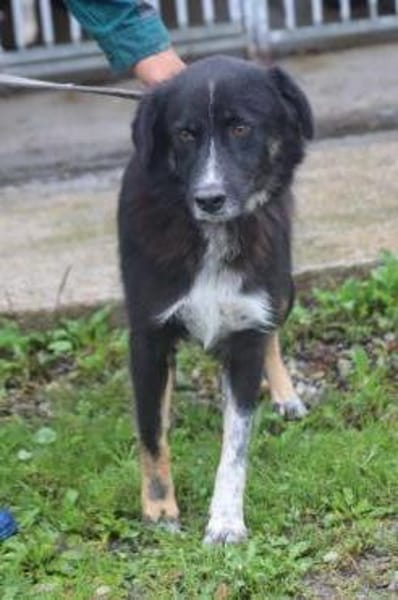 Glihali - zutraulich u. sehr lieb