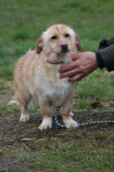 Fritzi - gutgelaunt u. sehr zutraulich