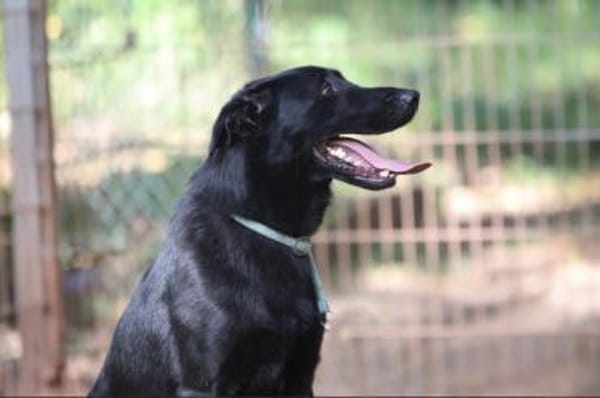 Cooper sucht ein Zuhause