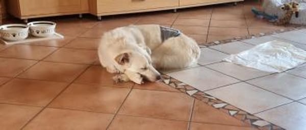 Cem - sucht Gnadenplatz