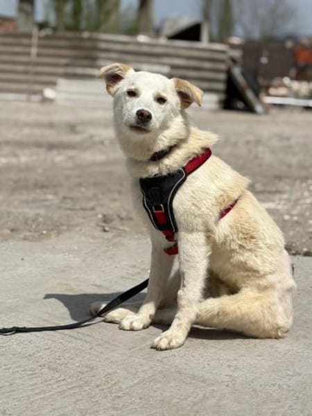 Cem - sucht Gnadenplatz