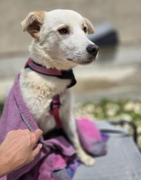 Cem - sucht Gnadenplatz