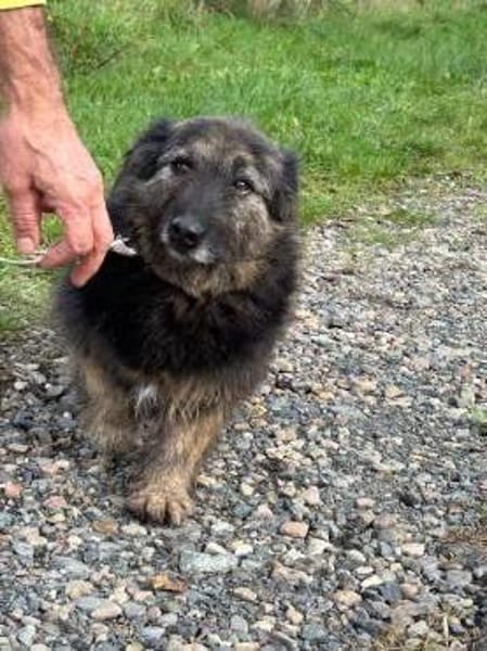 Danile - zutrauliche Wuschelhündin