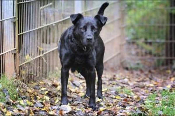 Roxy sucht ein Zuhause