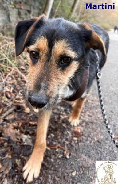 Martini  süßer Schnauzbart