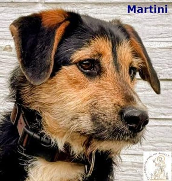 Martini  süßer Schnauzbart