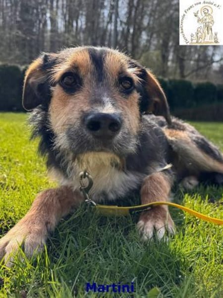 Martini  süßer Schnauzbart