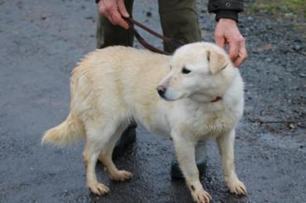 Coja - kinderliebe Familienhündin