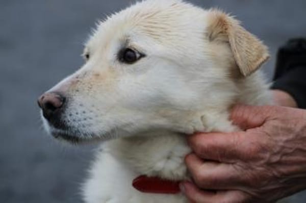 Coja - kinderliebe Familienhündin
