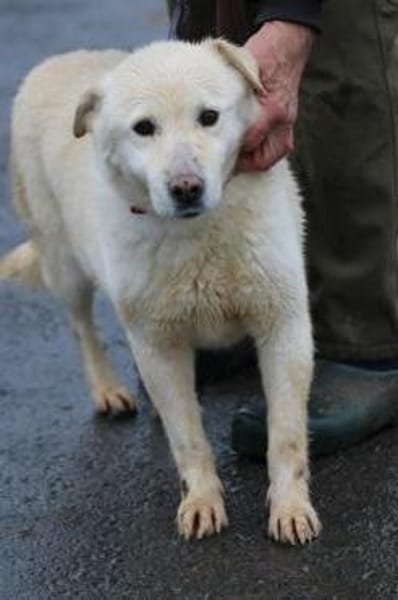 Coja - kinderliebe Familienhündin