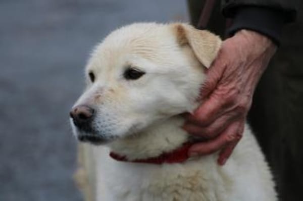 Coja - kinderliebe Familienhündin