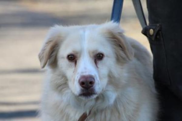 Gulia - zutraulich u. kinderlieb