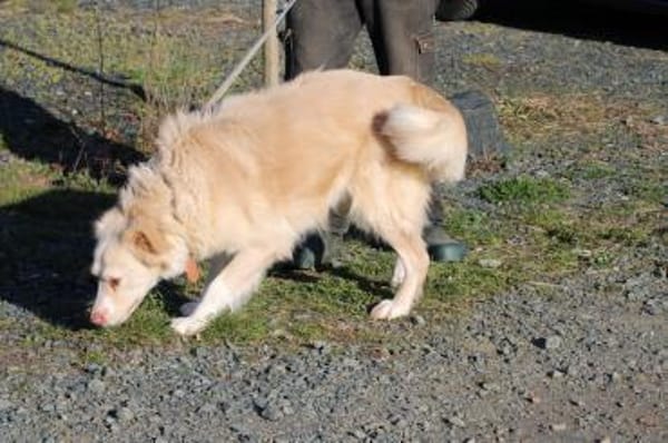 Gulia - zutraulich u. kinderlieb