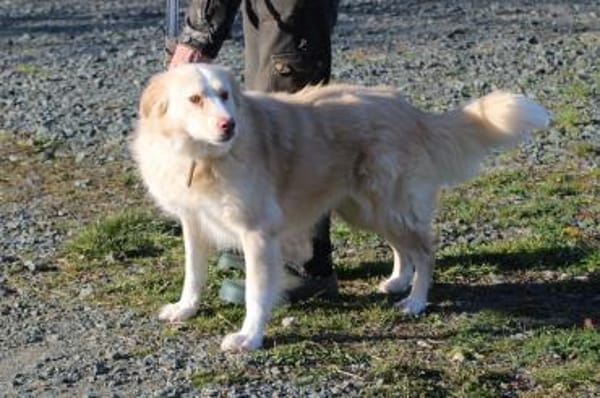 Gulia - zutraulich u. kinderlieb