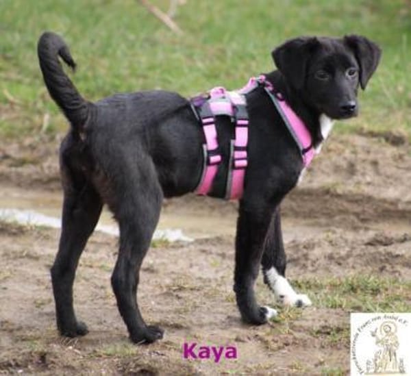 Kaya  süßer Wirbelwind