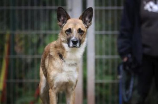 Lennox sucht ein Zuhause