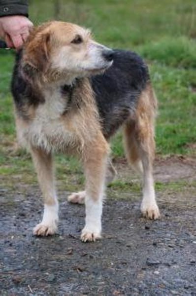 Bacey - ruhig u. sehr anhänglich