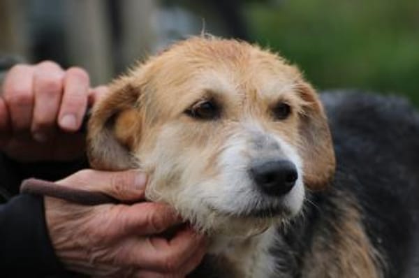 Bacey - ruhig u. sehr anhänglich