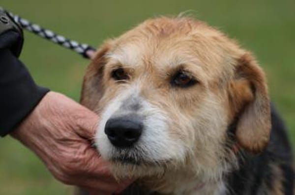 Bacey - ruhig u. sehr anhänglich