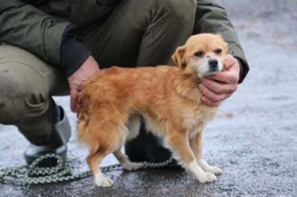 Faye - goldige, kleine Hündin