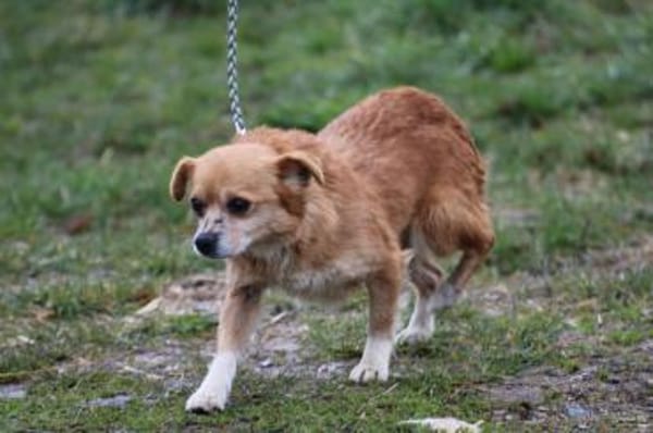 Faye - goldige, kleine Hündin